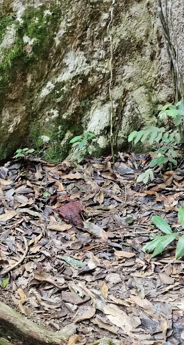 Koompassia Excelsa Tualang Tree, Tahan Crocker, Pahang. Picture 1