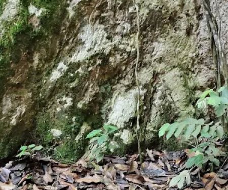 Koompassia Excelsa Tualang Tree, Tahan Crocker, Pahang.