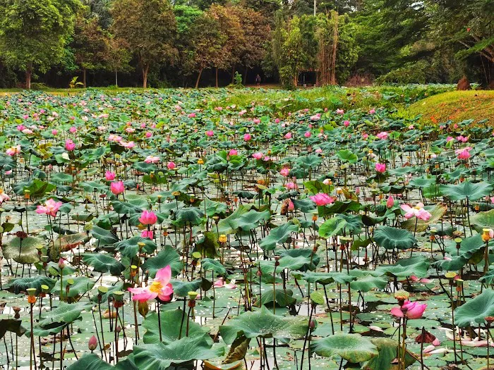 Taman Tasik Bandar Temerloh Picture 8