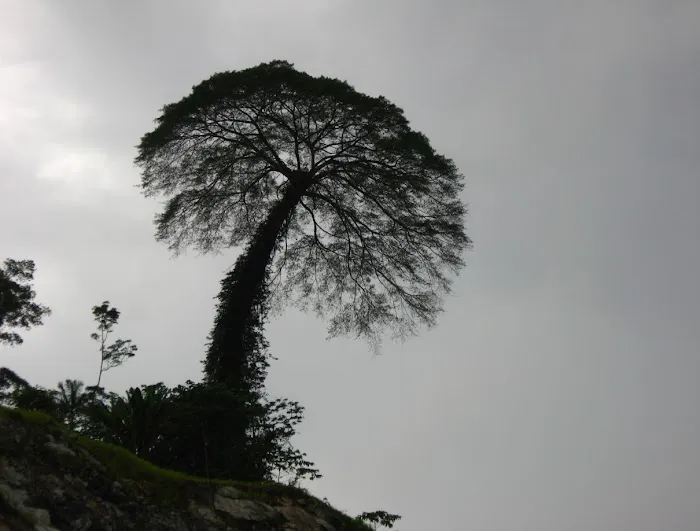 The famous (Ficus)