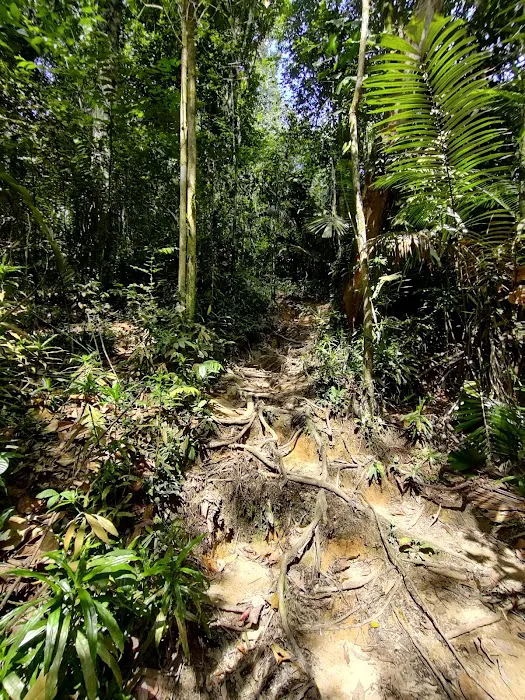 Bukit Gasing Hiking Trail Picture 8