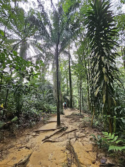 Bukit Gasing Hiking Trail Picture 6