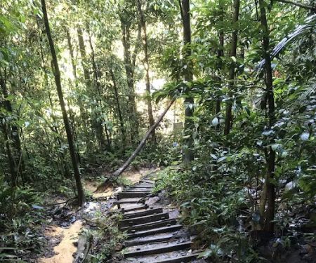 Bukit Gasing Hiking Trail