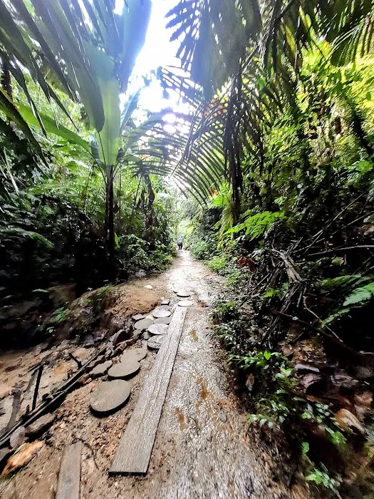 Bukit Gasing Hiking Trail Picture 3