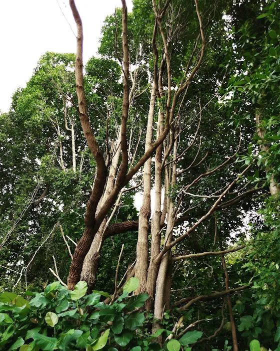 Pejabat Lama Daerah Jugra Picture 9