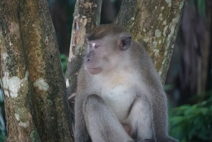 Pejabat Lama Daerah Jugra Picture 10