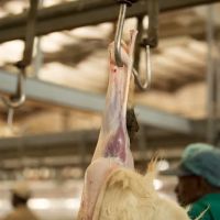 My Qurban Sdn Bhd ico