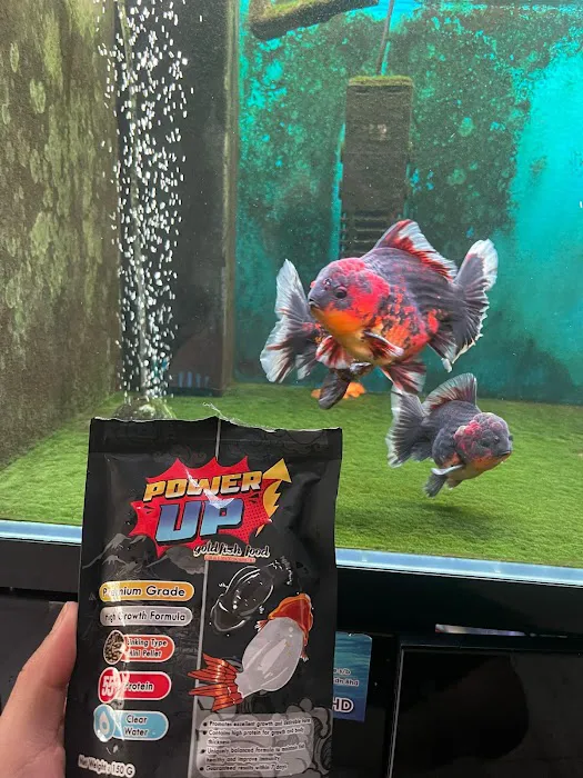 My Goldfish Workshop Picture 6
