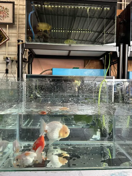 My Goldfish Workshop Picture 5