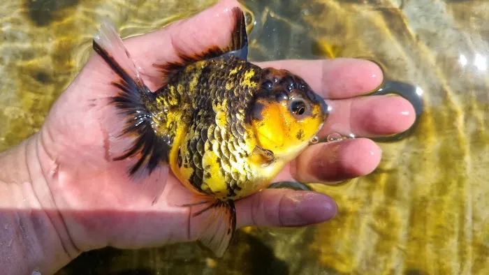 My Goldfish Workshop Picture 10