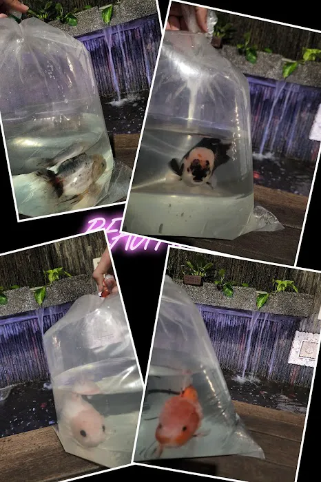 My Goldfish Workshop Picture 4