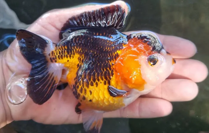 My Goldfish Workshop Picture 7