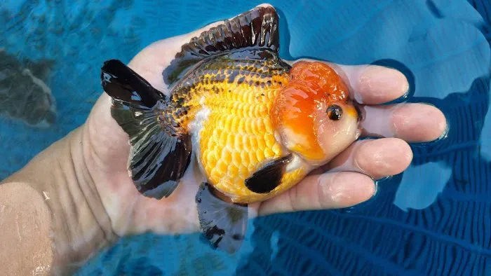 My Goldfish Workshop Picture 1