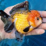 My Goldfish Workshop