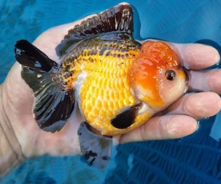 My Goldfish Workshop