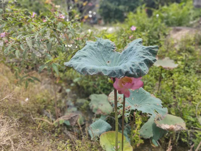 Kg Orang Asli Bakar Leleh Picture 7