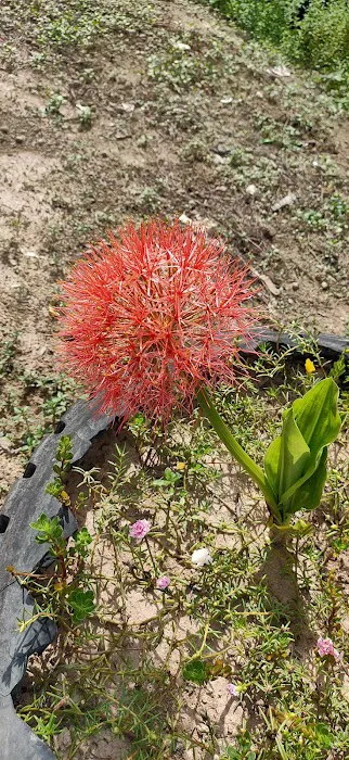 Kg Orang Asli Bakar Leleh Picture 10