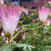 Kg Orang Asli Bakar Leleh ico