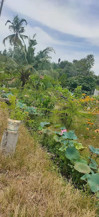 Kg Orang Asli Bakar Leleh Picture 5