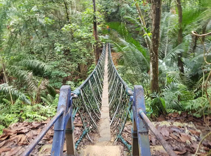 Hutan Pendidikan Bukit Gasing Picture 2