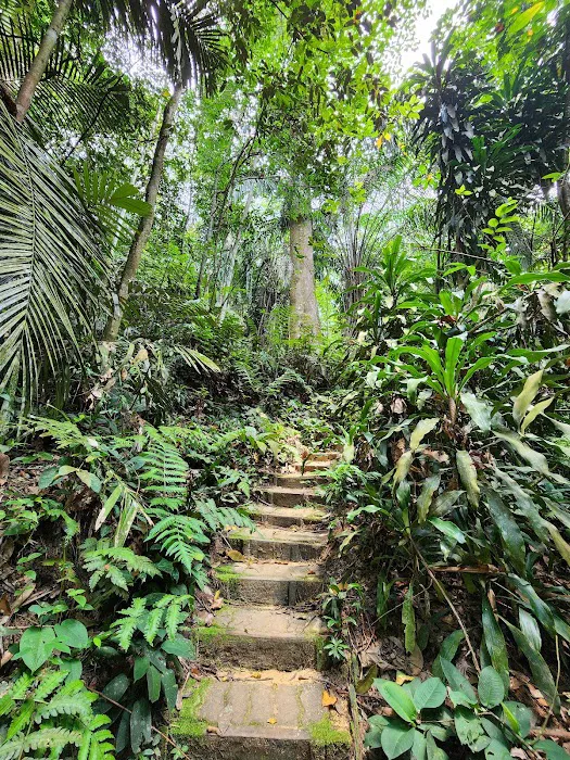 Hutan Pendidikan Bukit Gasing Picture 5