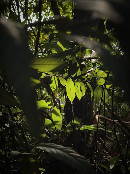 Peak Garden (North Hummock) (Bukit Pasir) Picture 2