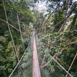 Canopy Walkway Kuala Tahan National Park
