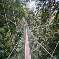 Canopy Walkway Kuala Tahan National Park ico