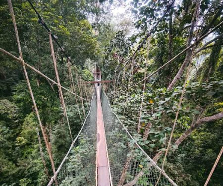 Canopy Walkway Kuala Tahan National Park