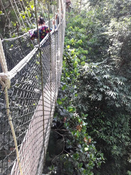 Canopy Walkway Kuala Tahan National Park Picture 8