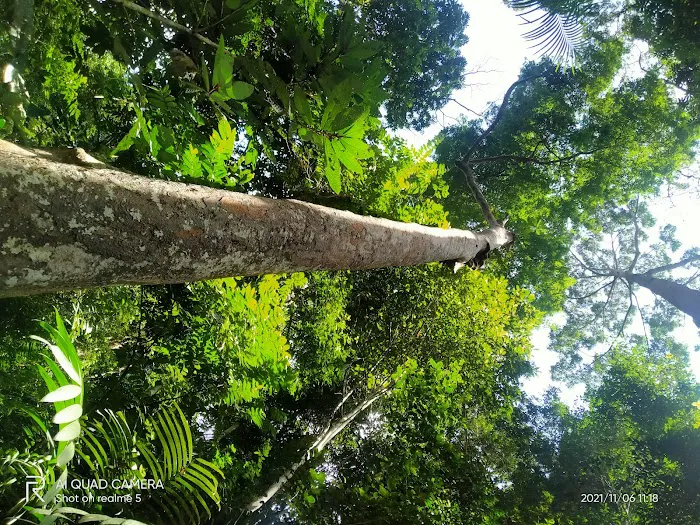 Canopy Walkway Kuala Tahan National Park Picture 5
