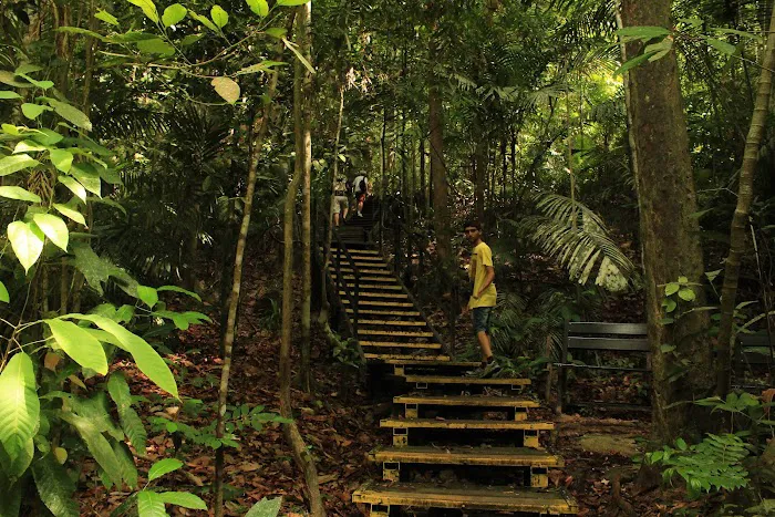 Canopy Walkway Kuala Tahan National Park Picture 9