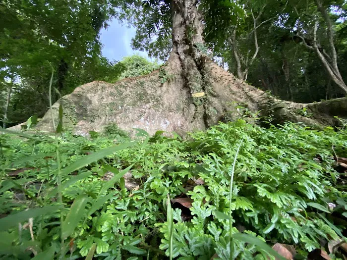 Taman Negara Pahang Jungle Walking Path Picture 7