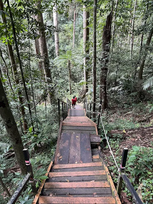 Taman Negara Pahang Jungle Walking Path Picture 3