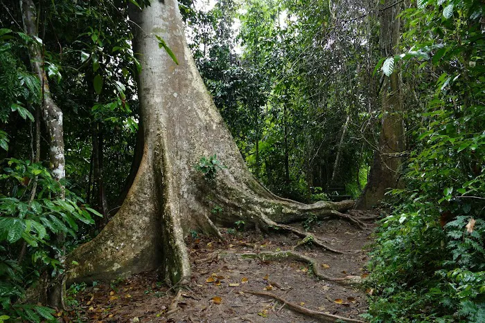Taman Negara Pahang Jungle Walking Path Picture 2