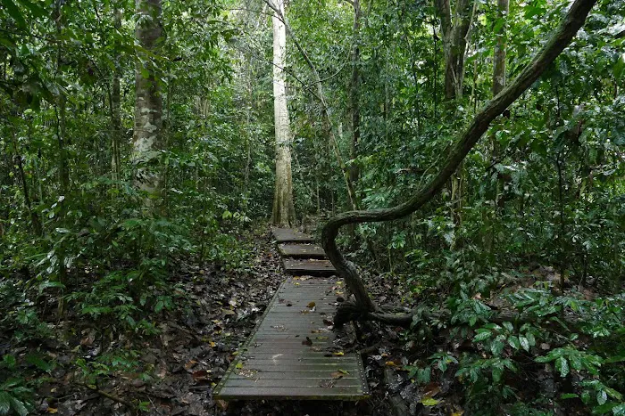 Taman Negara Pahang Jungle Walking Path Picture 1