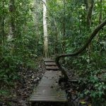 Taman Negara Pahang Jungle Walking Path