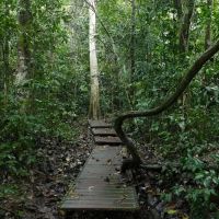 Taman Negara Pahang Jungle Walking Path ico