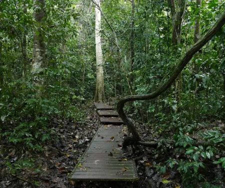 Taman Negara Pahang Jungle Walking Path