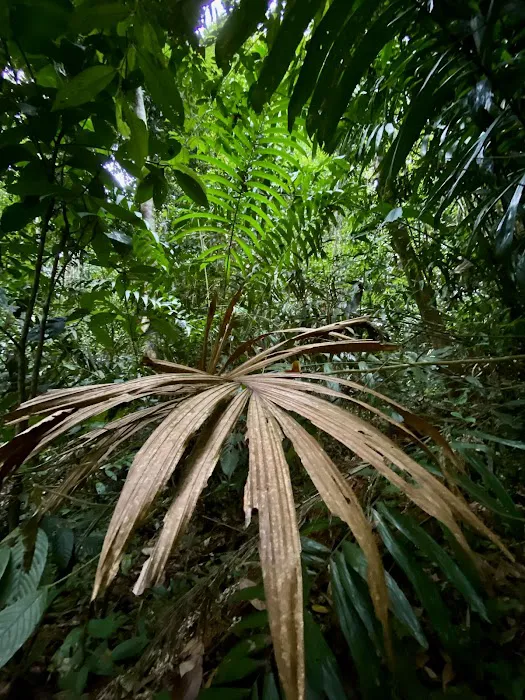 Taman Negara Pahang Jungle Walking Path Picture 9