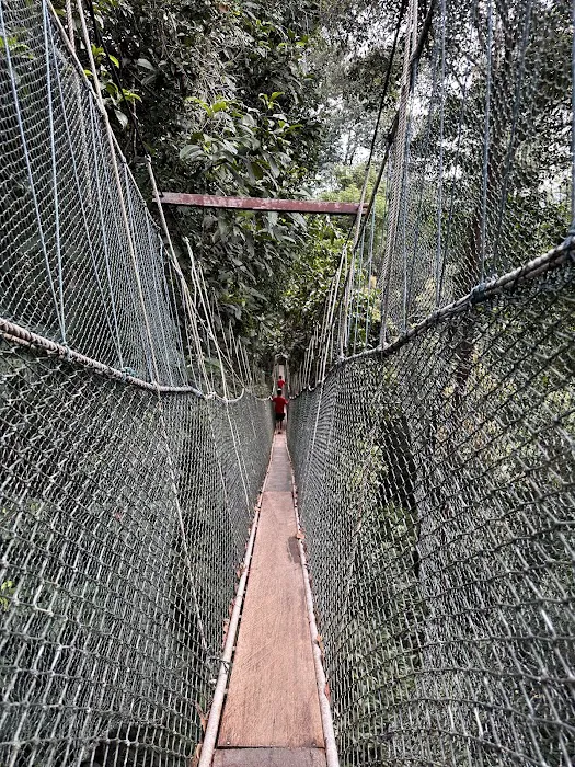 Taman Negara Pahang Jungle Walking Path Picture 8