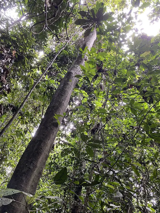 Taman Negara Pahang Jungle Walking Path Picture 6