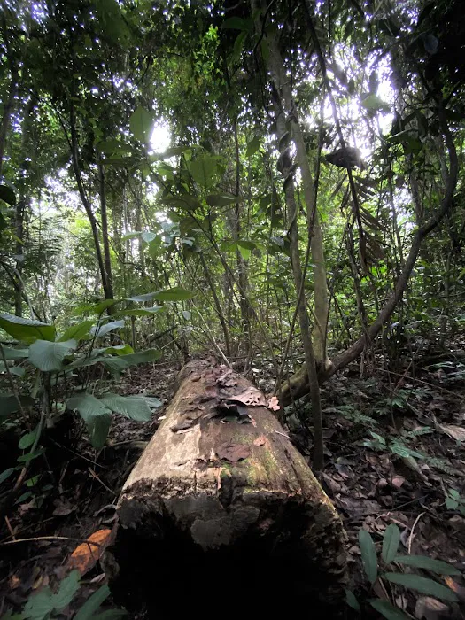 Taman Negara Pahang Jungle Walking Path Picture 10