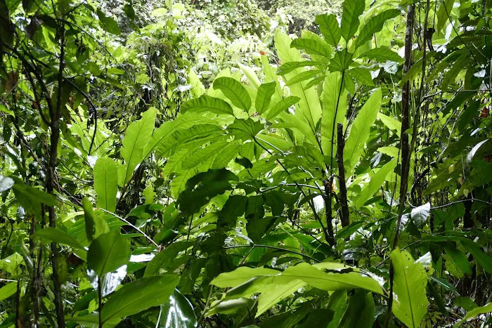 Taman Negara Pahang Jungle Walking Path Picture 5