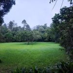 Taman Negara Pahang Salt Lick & Tahan Hide