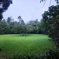 Taman Negara Pahang Salt Lick & Tahan Hide ico