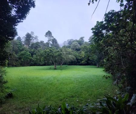 Taman Negara Pahang Salt Lick & Tahan Hide