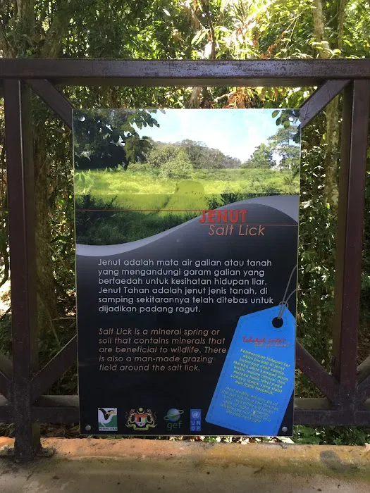 Taman Negara Pahang Salt Lick & Tahan Hide Picture 10