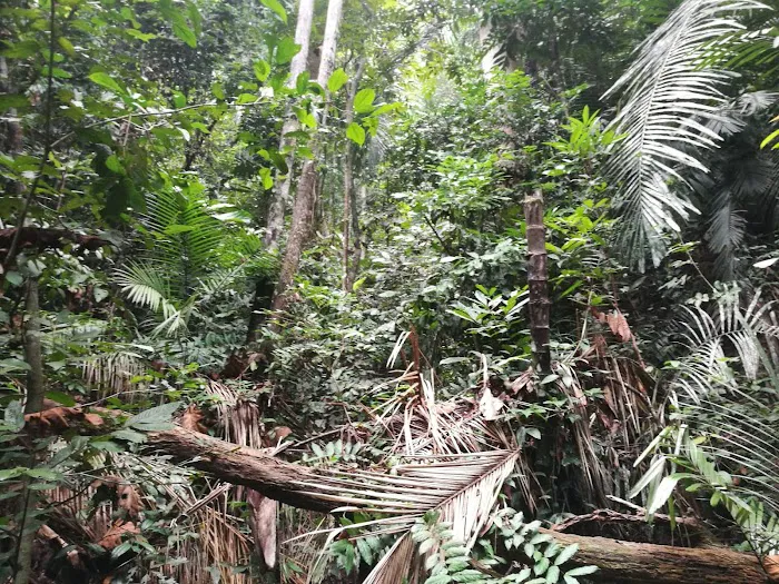 Taman Negara Pahang Salt Lick & Tahan Hide Picture 6