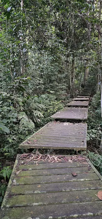 Taman Negara Pahang Salt Lick & Tahan Hide Picture 8